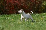BOULEDOGUE AMERICAIN 385